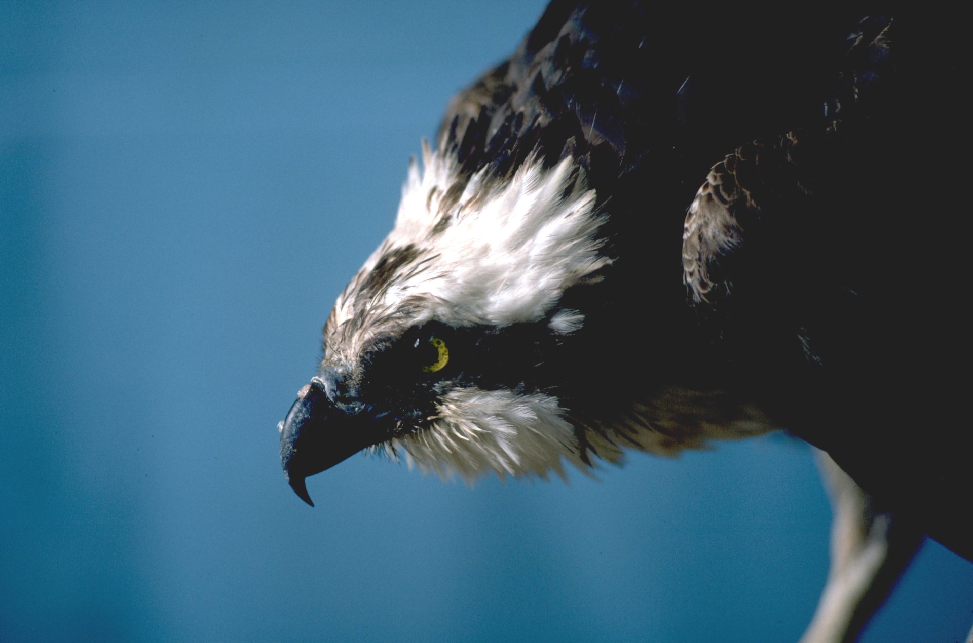 Close-up HD desktop wallpaper of an osprey bird in profile against a clear blue sky, highlighting its sharp beak and focused gaze.