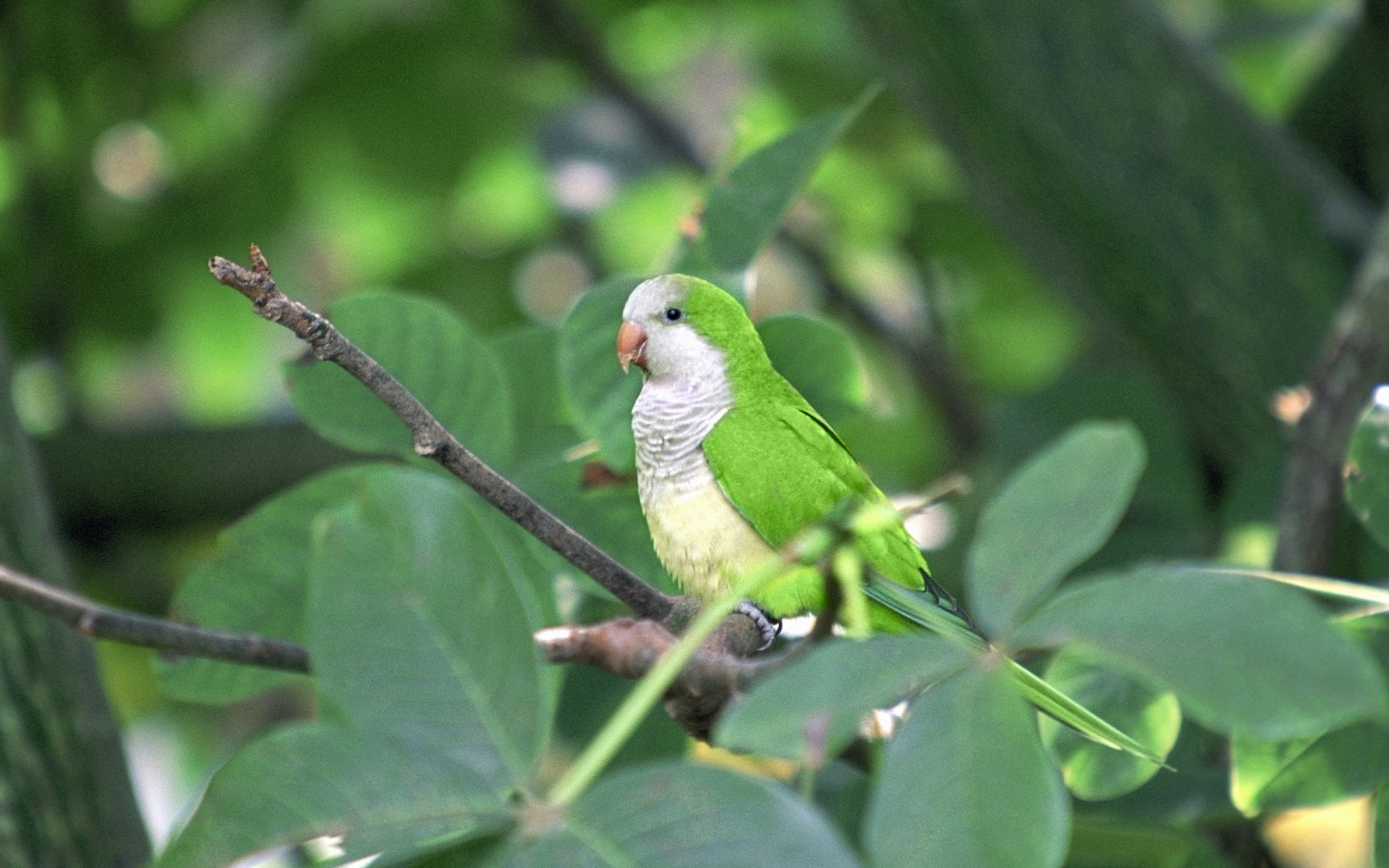 A vibrant monk parakeet perched on a branch, surrounded by lush green foliage, creates a lively and colorful atmosphere, making it an engaging HD desktop wallpaper.