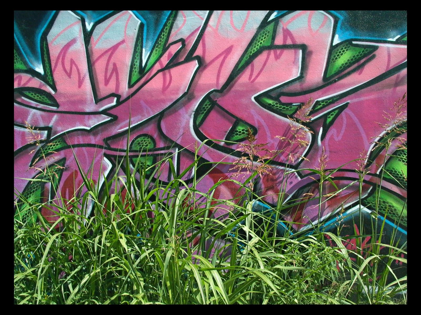 Vibrant graffiti art with intricate designs in bold colors, set against lush green grass, creating a striking HD desktop wallpaper background.