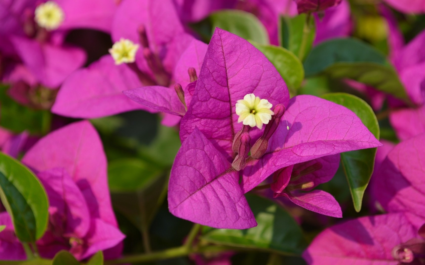 Close-up of vibrant purple bougainvillea flowers surrounded by lush green leaves, showcasing the beauty of nature in this HD desktop wallpaper.