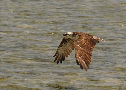 HD desktop wallpaper featuring an osprey bird in flight over water, showcasing detailed feathers and natural habitat.