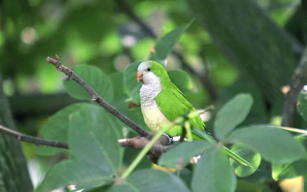 A vibrant monk parakeet perched on a branch, surrounded by lush green foliage, creates a lively and colorful atmosphere, making it an engaging HD desktop wallpaper.