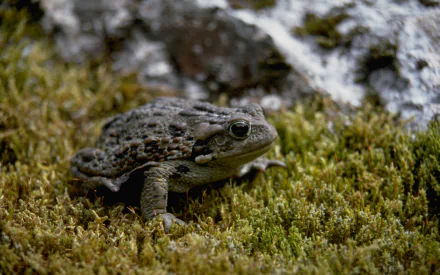 Animal toad HD Desktop Wallpaper | Background Image