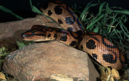 boa Animal snake HD Desktop Wallpaper | Background Image