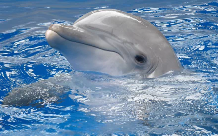 An HD desktop wallpaper featuring a Bottlenose Dolphin playfully emerging from the water, showcasing its sleek, smooth skin and intelligent eyes against a vibrant blue aquatic background.