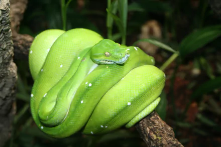 HD desktop wallpaper featuring a vibrant green python coiled around a tree branch in its natural habitat.