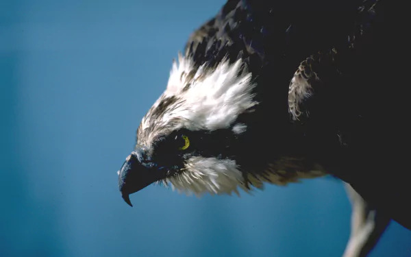 Close-up HD desktop wallpaper of an osprey bird in profile against a clear blue sky, highlighting its sharp beak and focused gaze.