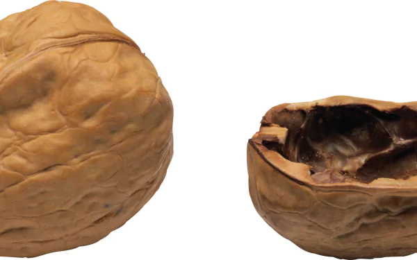 food walnut HD Desktop Wallpaper | Background Image