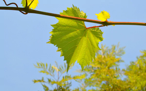  🍃 Green Vine Leaf