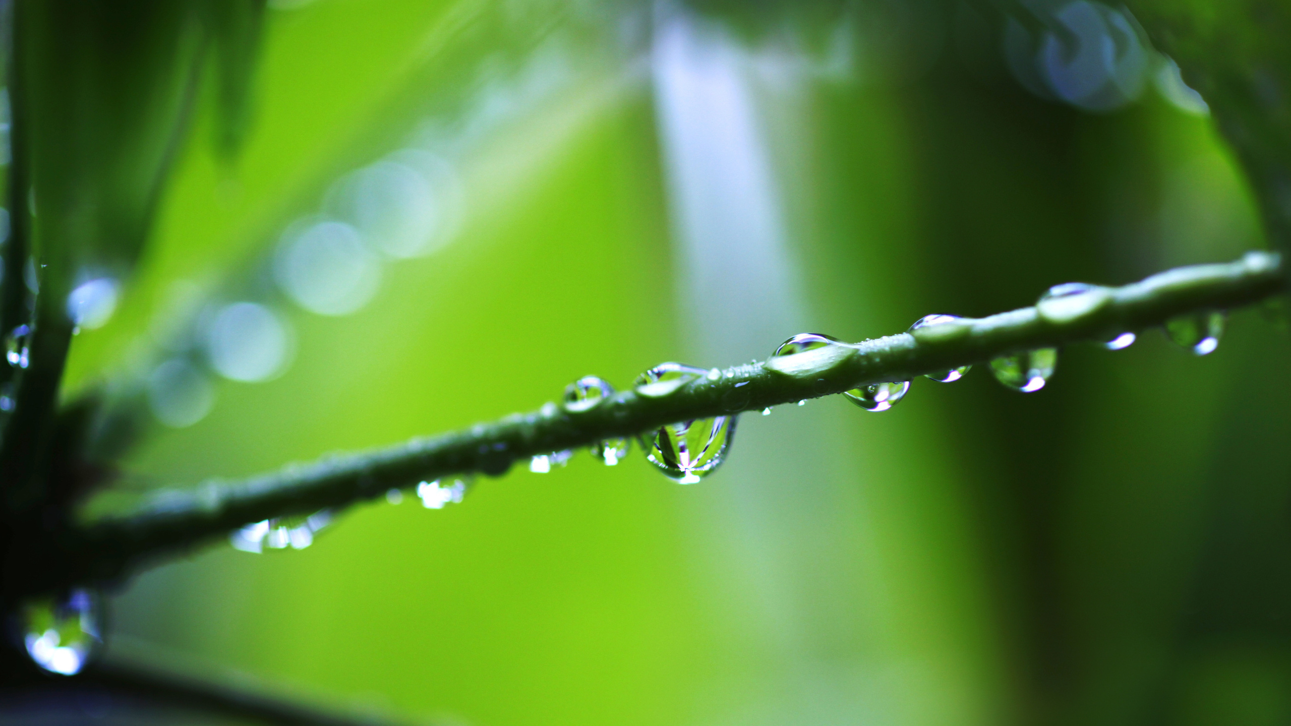 Nature Water Drop HD Wallpaper