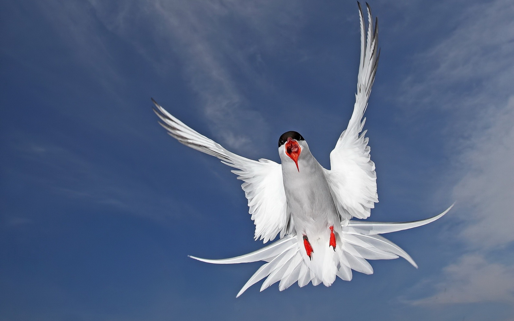 Animal Arctic Tern HD Wallpaper | Background Image