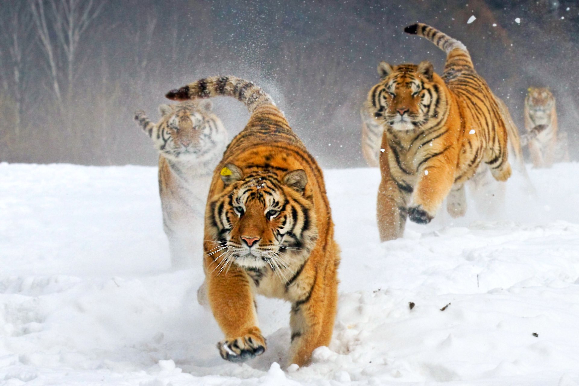 HD wallpaper featuring four tigers running in the snow, dynamically captured in mid-motion, creating a powerful and vivid background scene.