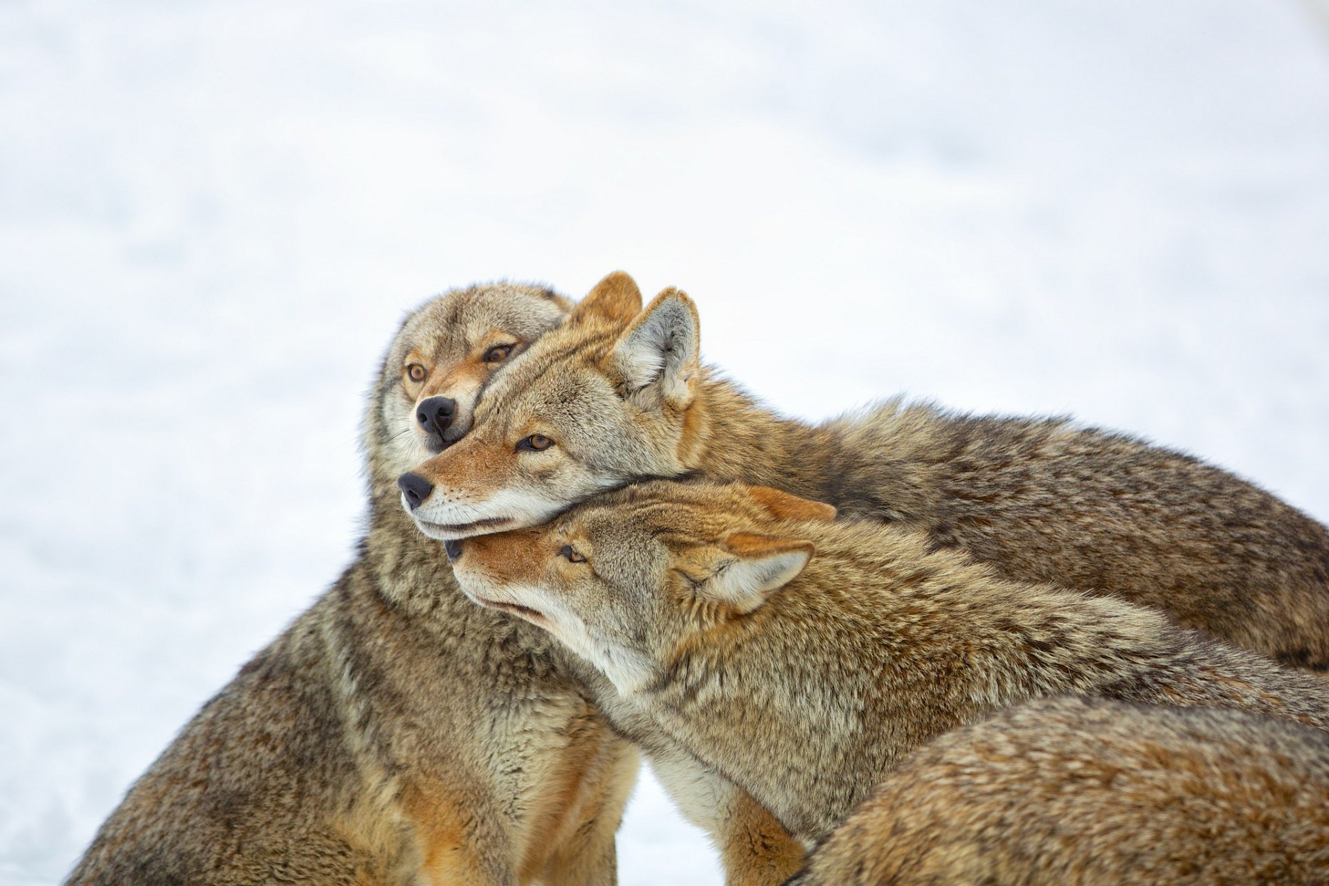 Three wolves huddle together in a snowy landscape, showcasing their fur textures and intimate social bonding. This HD image serves as a captivating desktop wallpaper and background.