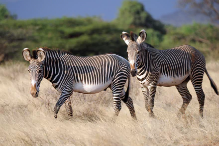 Two zebras stroll through golden grass under a vibrant sky in this stunning 4K Ultra HD desktop wallpaper. A captivating wildlife scene for any background.