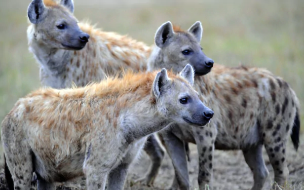 HD desktop wallpaper featuring a close-up of three spotted hyenas standing alert in a natural grassy habitat.