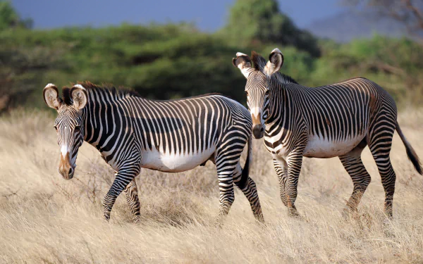 Two zebras stroll through golden grass under a vibrant sky in this stunning 4K Ultra HD desktop wallpaper. A captivating wildlife scene for any background.