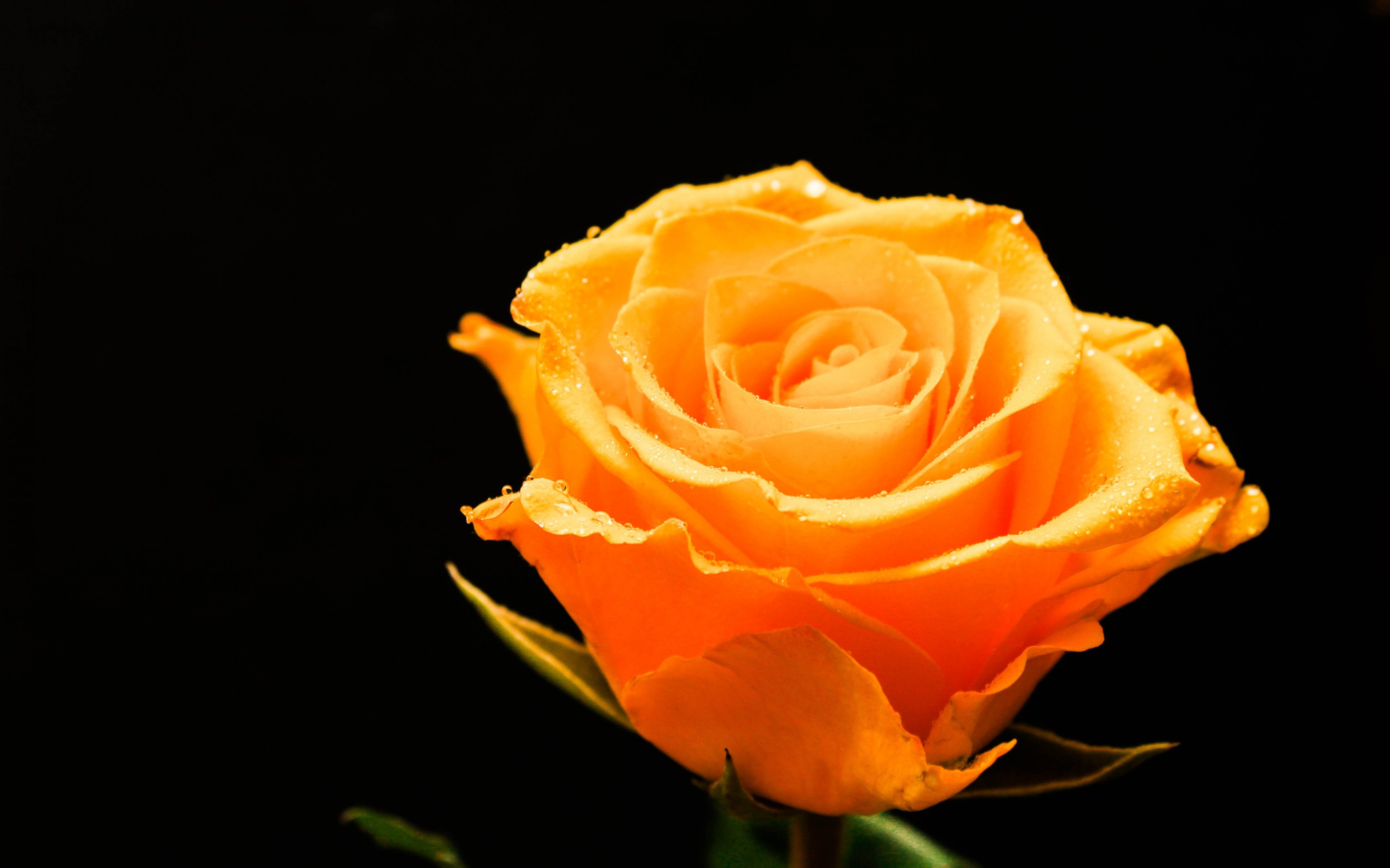 Rose HD Wallpaper | Background Image | 2880x1800