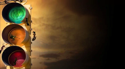 HD PC desktop wallpaper featuring a close-up of ants on a vertical surface with colorful circular backgrounds and a warm, blurred backdrop.