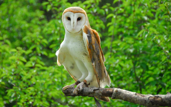 A stunning HD wallpaper featuring a barn owl perched on a branch, surrounded by vibrant green foliage, showcasing its distinct features and serene presence.