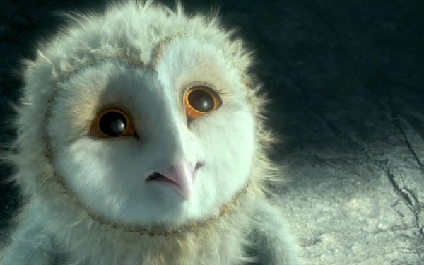 Movie Legend of the Guardians: The Owls of Ga'Hoole Bird HD Wallpaper | Background Image