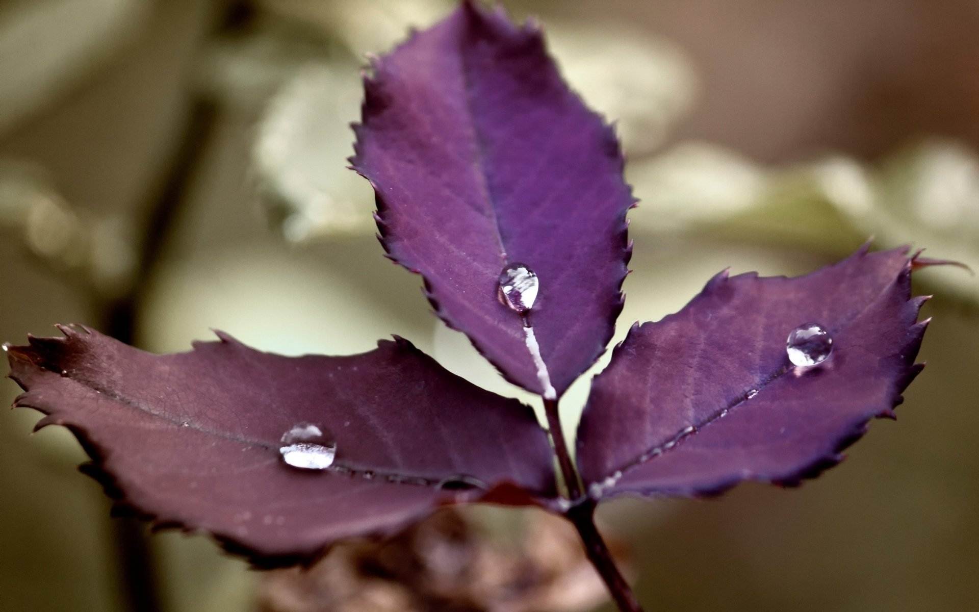 HD desktop wallpaper featuring a close-up of a purple leaf with water droplets, showcasing intricate natural details and textures.