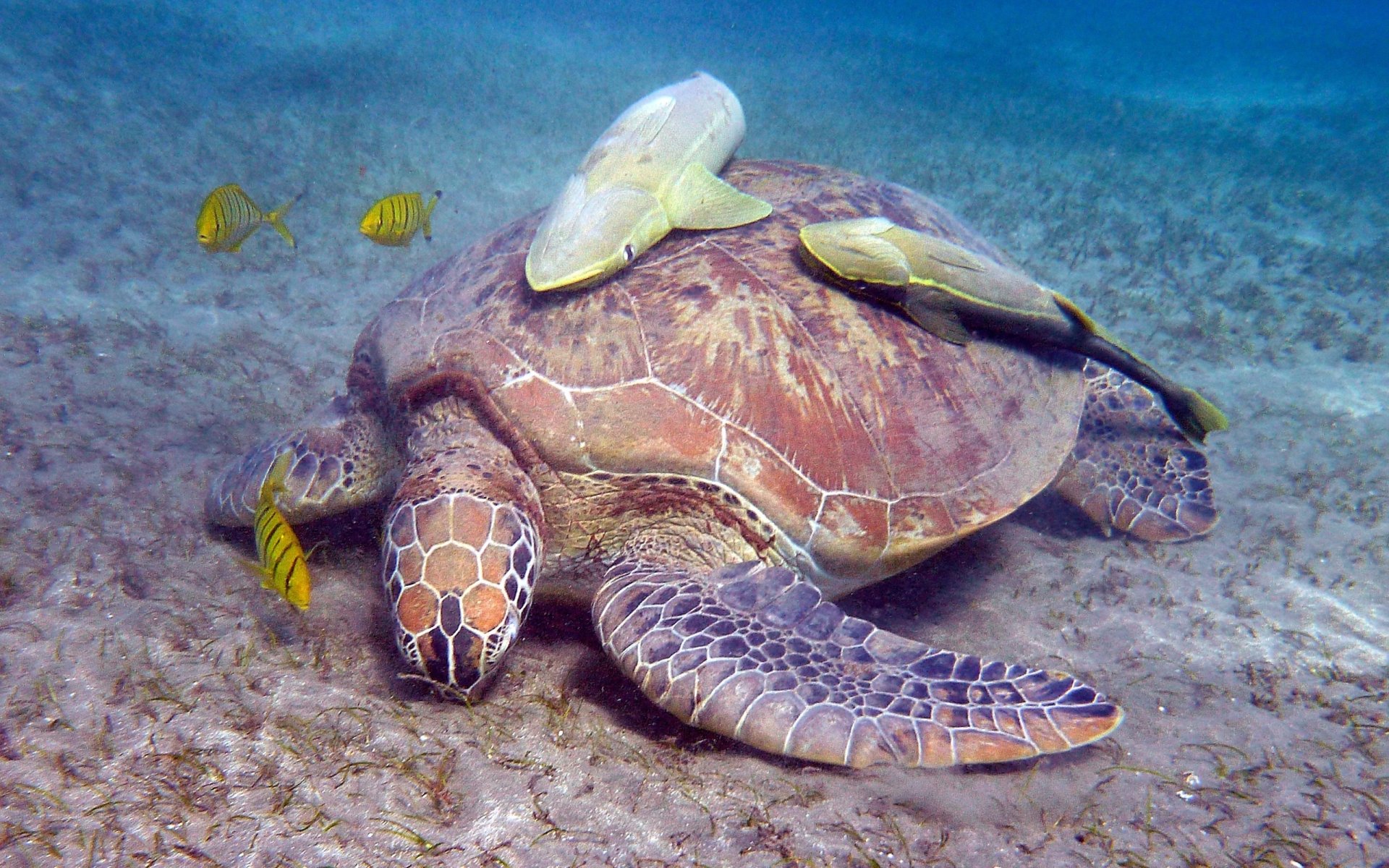 HD PC desktop wallpaper featuring a detailed underwater scene of a turtle resting on the ocean floor with small fish swimming around it.