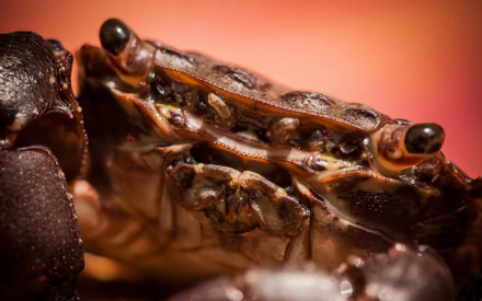 Animal crab HD Desktop Wallpaper | Background Image