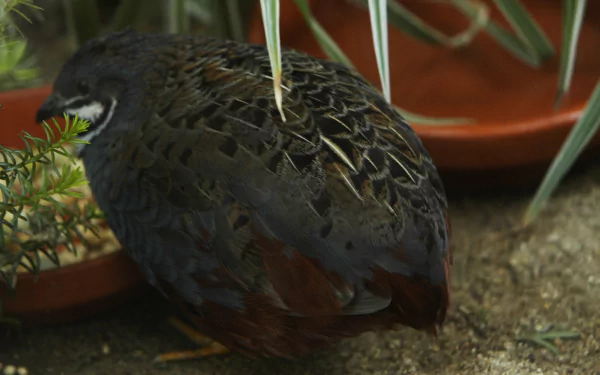 bird Animal quail HD Desktop Wallpaper | Background Image