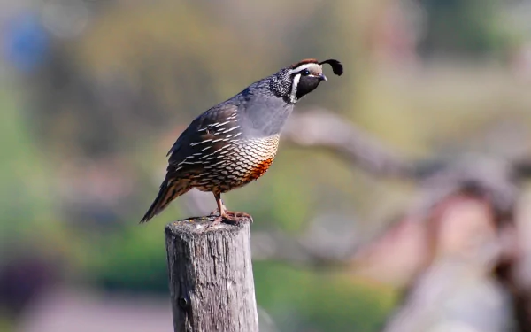 HD desktop wallpaper featuring a colorful quail perched on a weathered wooden post, showcasing detailed feathers and natural outdoor scenery.