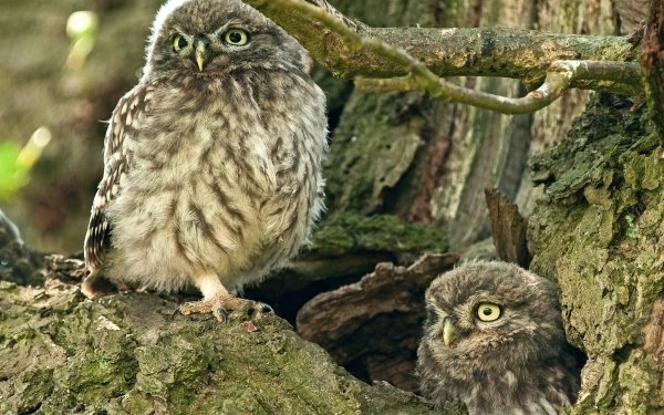 Animal Owl Birds Owls Trunk Bird HD Wallpaper | Background Image