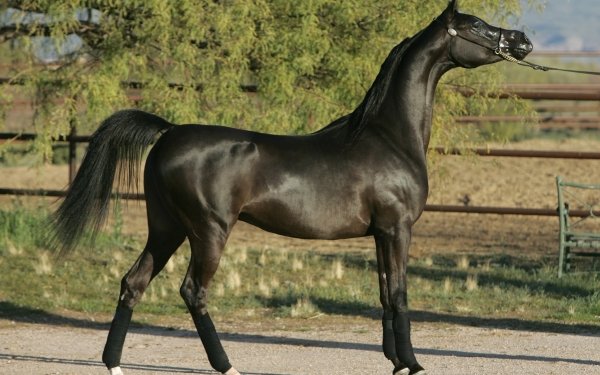 Animal Horse HD Wallpaper | Background Image