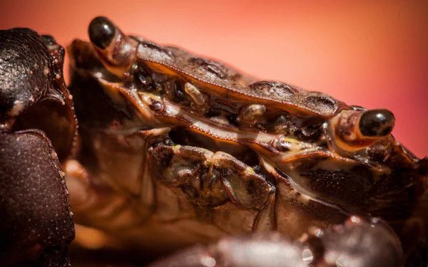 Animal crab HD Desktop Wallpaper | Background Image