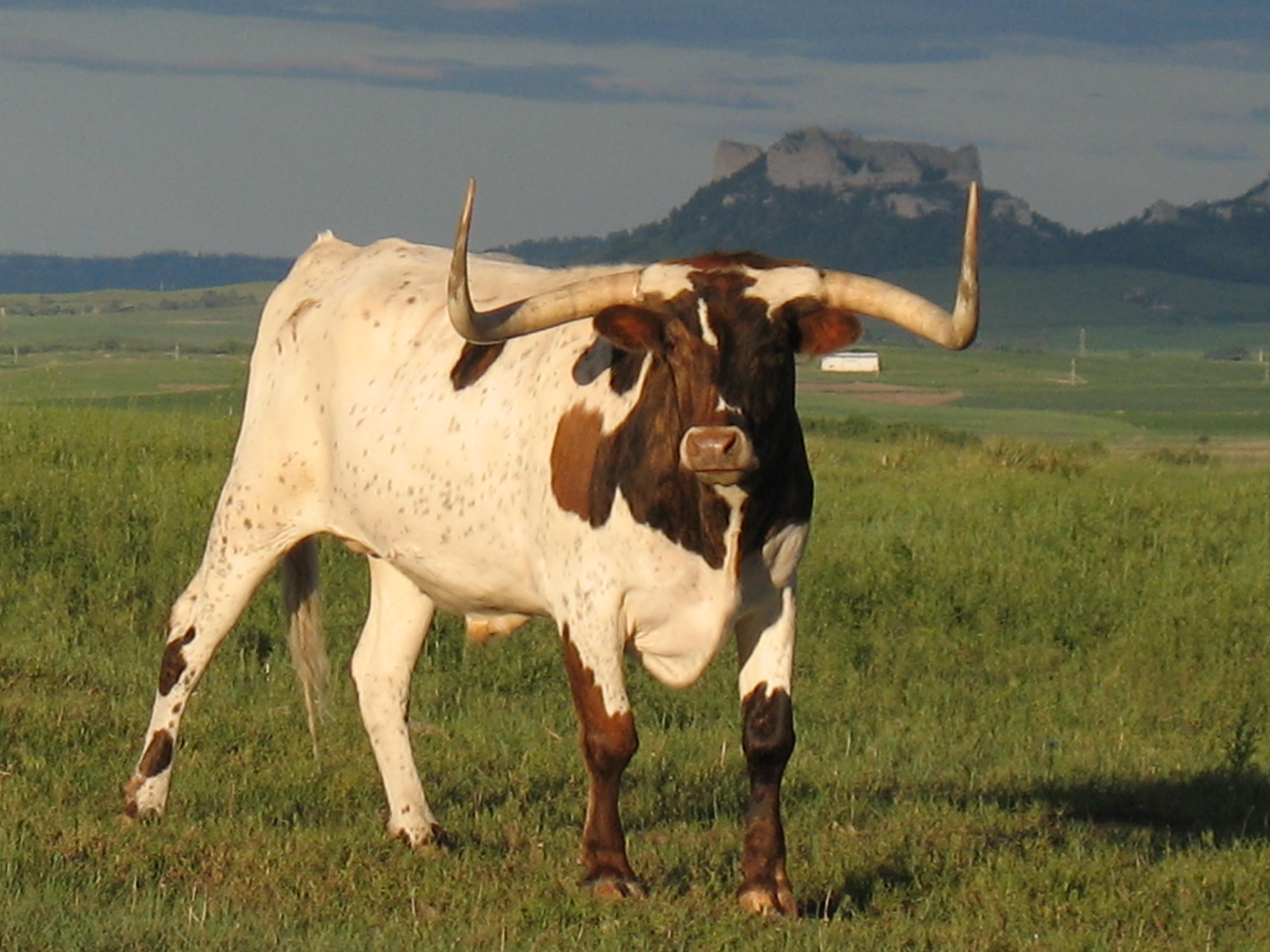 Animal Longhorn Cattle HD Wallpaper | Background Image
