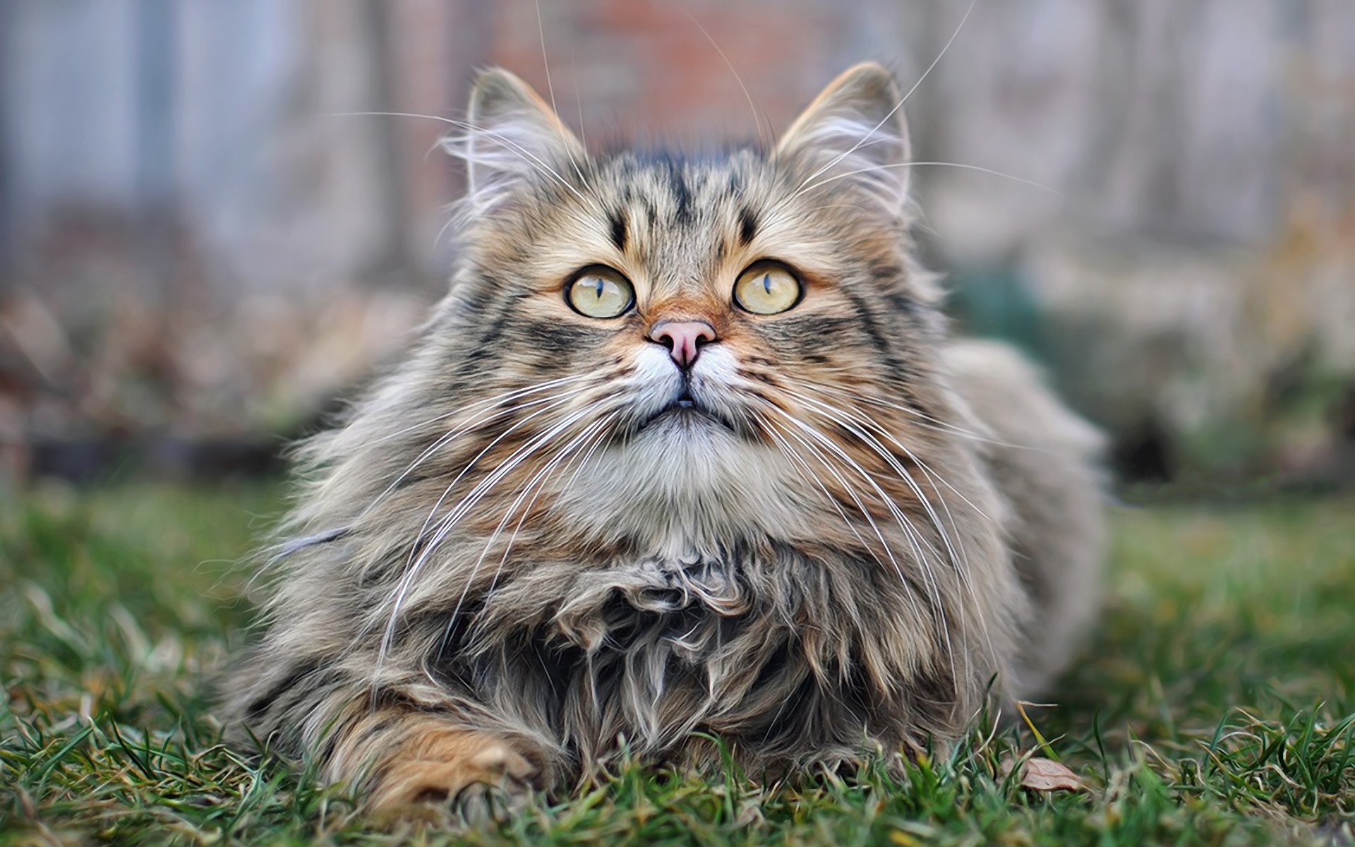 Download Animal Cat Hd Wallpaper