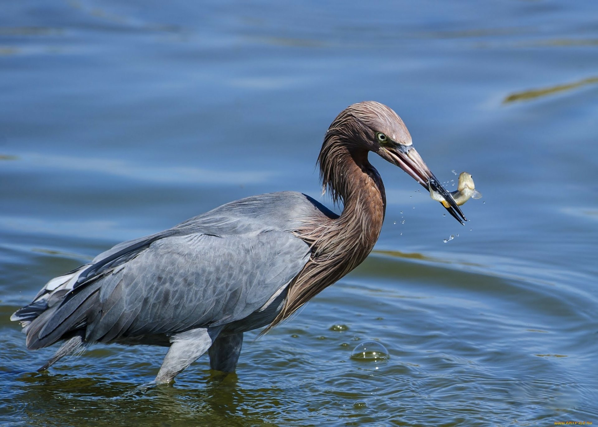 Download Little Blue Heron Animal Heron HD Wallpaper