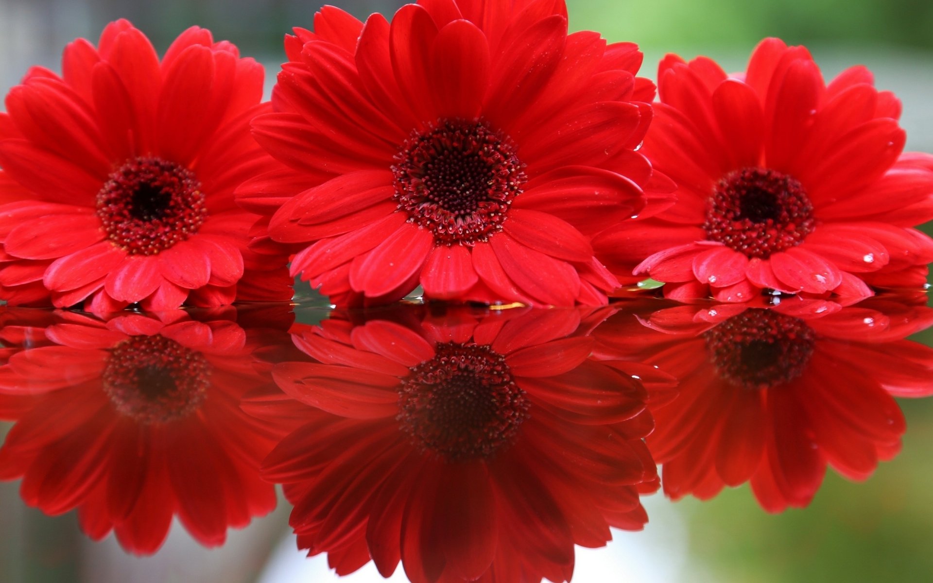 Download Nature Gerbera HD Wallpaper