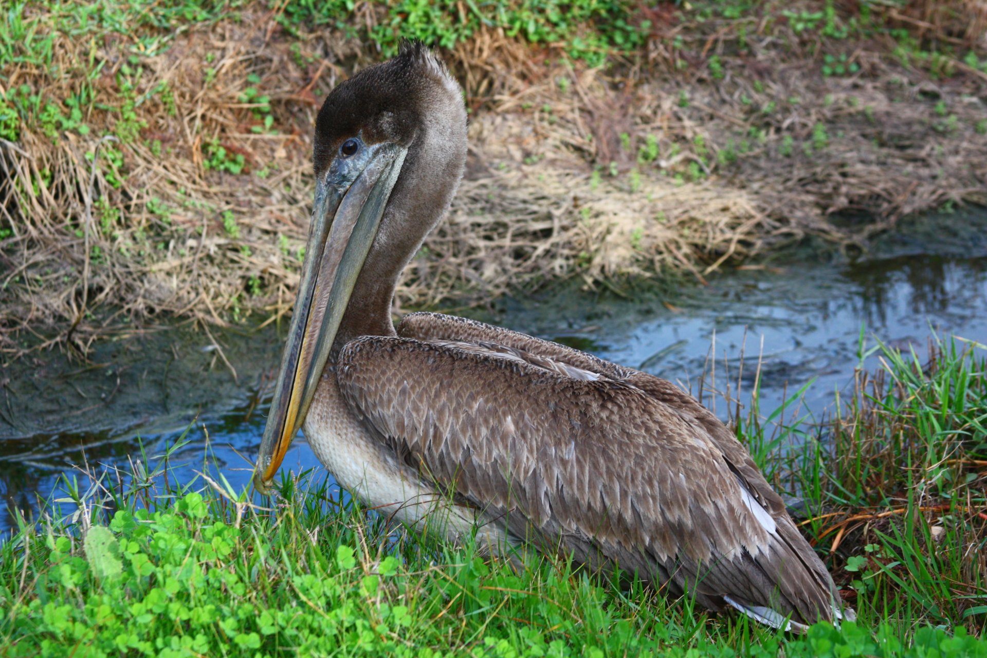 4K Ultra HD PC desktop wallpaper/background: a brown pelican (animal) resting by a marshy stream, detailed feathers and long bill against green grass and reflective water.