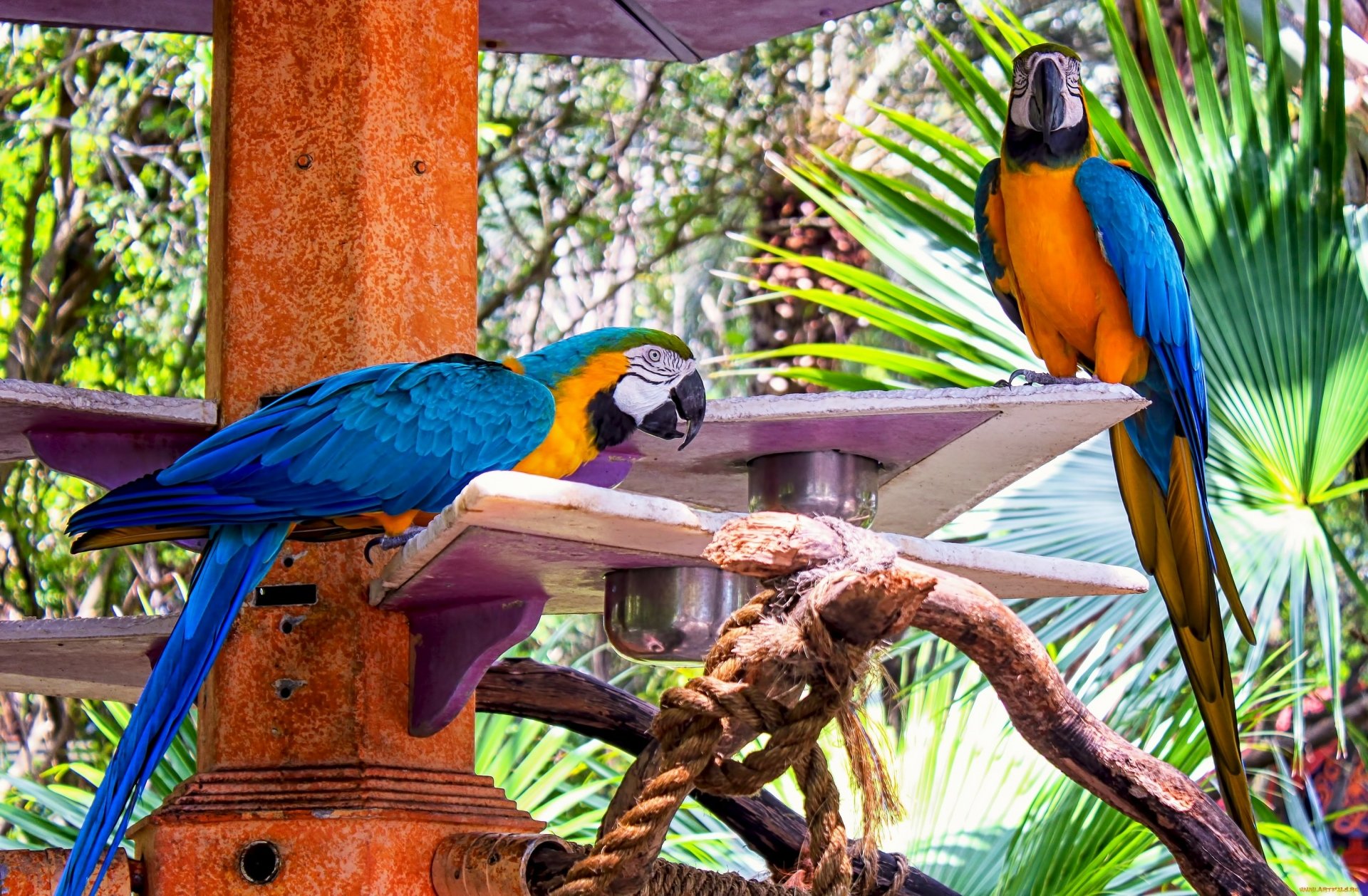 HD desktop wallpaper featuring two vibrant blue-and-yellow macaws perched on a wooden structure amidst lush green foliage.