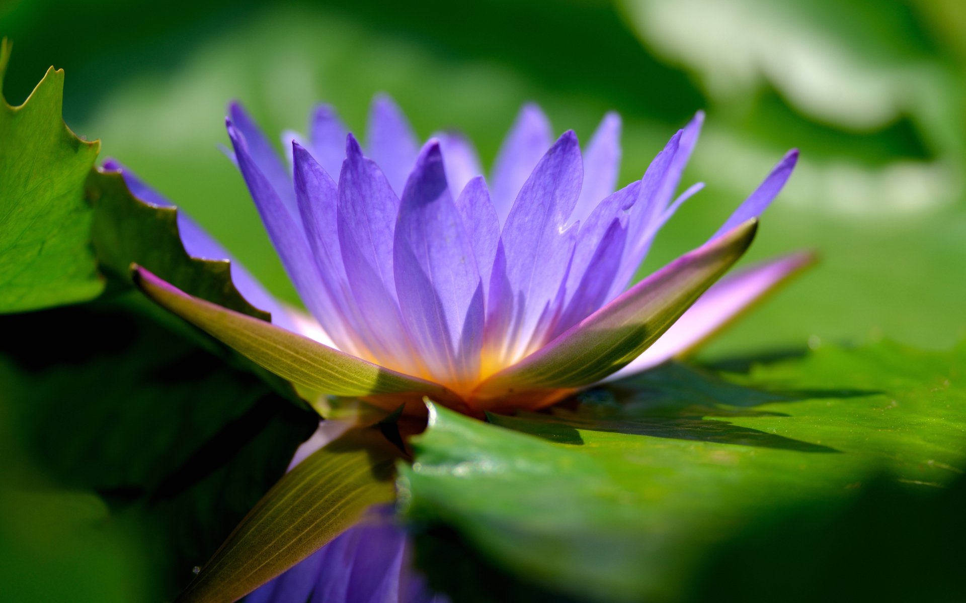 Download Nature Lotus HD Wallpaper