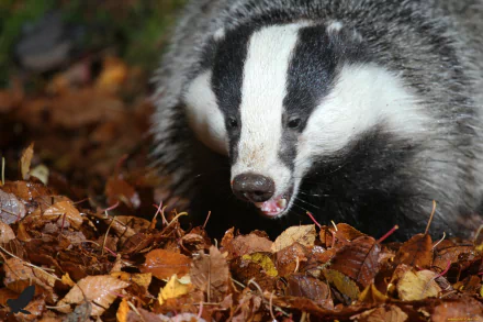 Close-up of a badger foraging among fallen leaves, captured in high definition as a PC desktop wallpaper and background.