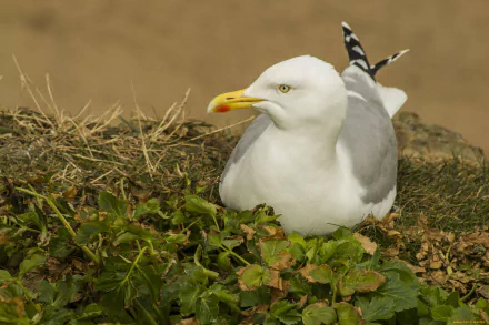 Animal seagull HD Desktop Wallpaper | Background Image