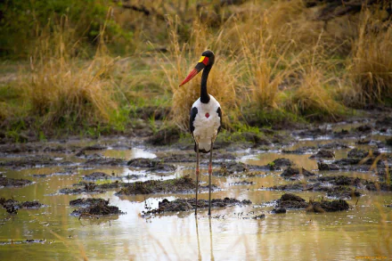 A saddle-billed stork stands in a muddy wetland surrounded by dry grasses, captured in HD quality as a desktop wallpaper and background.