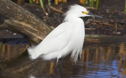 HD desktop wallpaper featuring a white egret standing in shallow water with natural woodland surroundings.