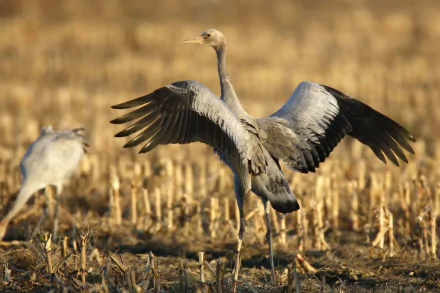 A crane bird spreading its wings in a dry field, captured in stunning detail as a 4K Ultra HD PC desktop wallpaper and background.