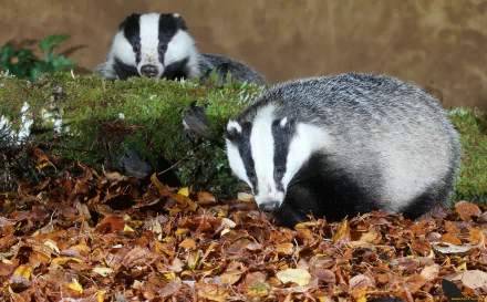 HD desktop wallpaper featuring two badgers among fallen leaves and moss, highlighting detailed fur texture and natural woodland habitat.