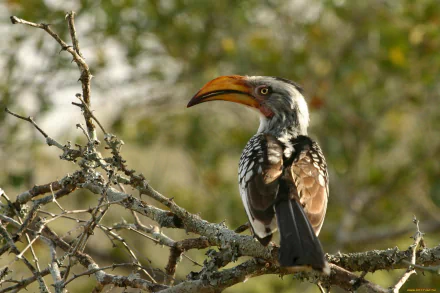 HD PC desktop wallpaper/background: red-billed hornbill perched on a lichen-covered branch, soft green bokeh behind.