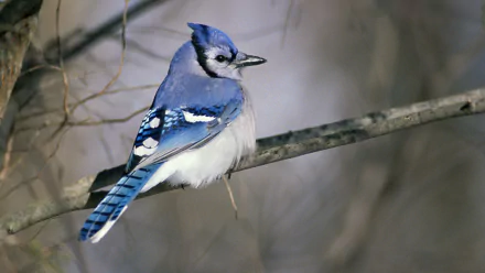 A striking blue jay perched on a branch, showcasing vibrant blue plumage against a softly blurred background. This image serves as an HD desktop wallpaper and background.