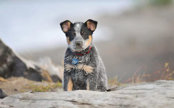 HD desktop wallpaper featuring a focused Australian Cattle Dog puppy sitting outdoors with a blurred natural background.