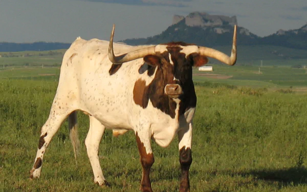 cattle Animal longhorn cattle HD Desktop Wallpaper | Background Image