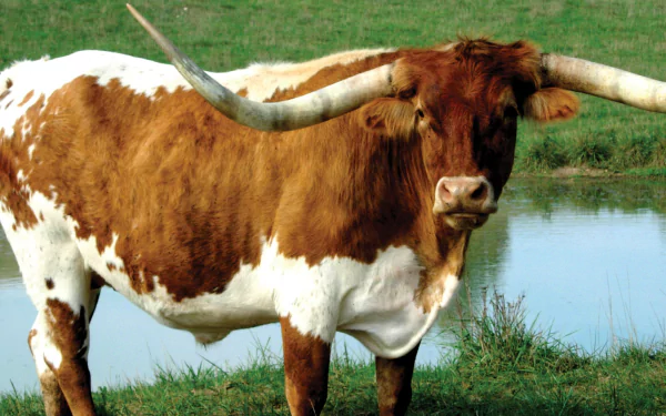 cattle Animal longhorn cattle HD Desktop Wallpaper | Background Image